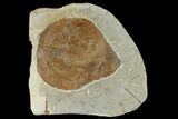 Unidentified Fossil Leaf - Glendive Montana #115241-1